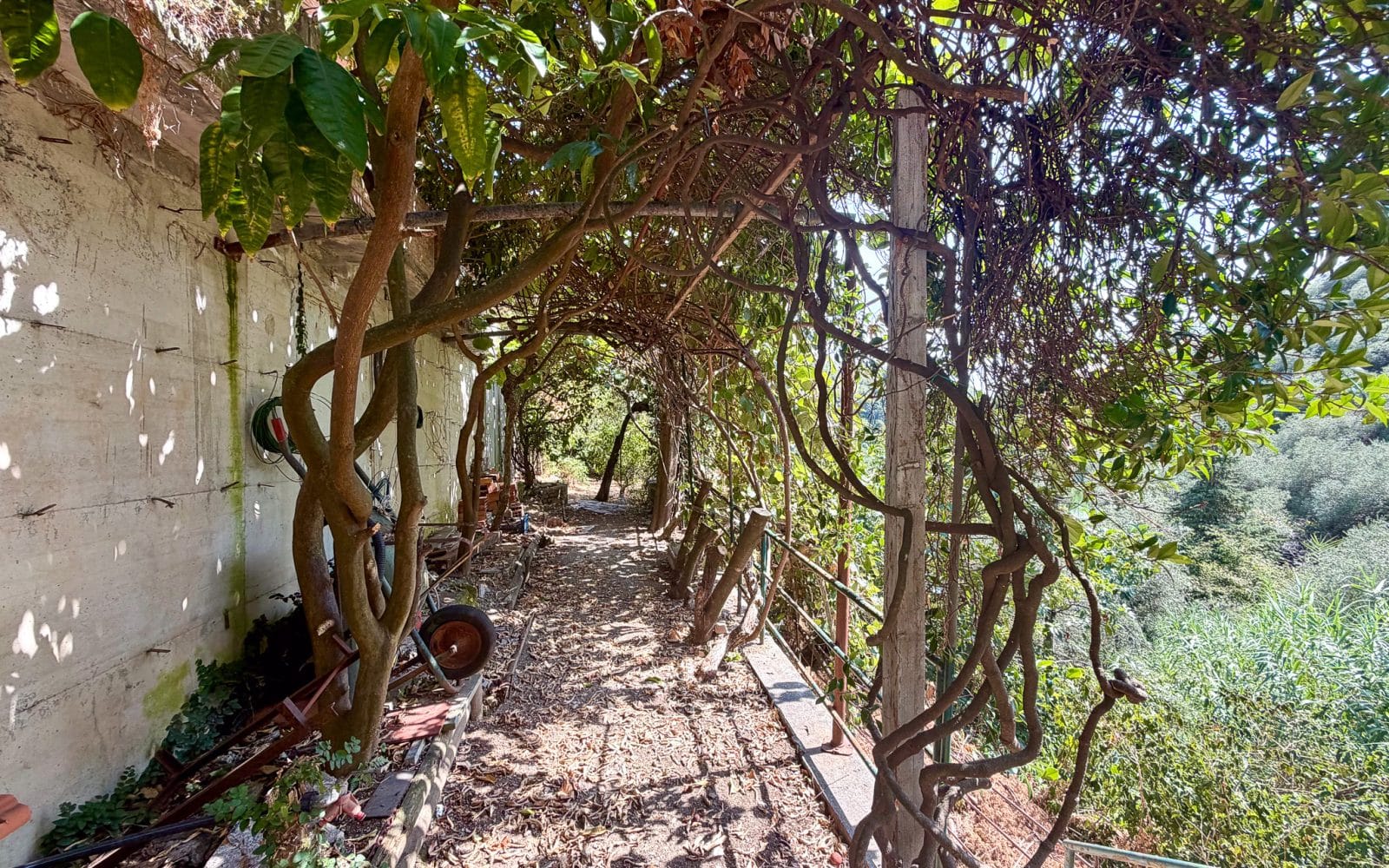 Casa Camelia